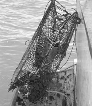 The offending crab pot was stored on the back of the houseboat, out of smelling range, until we could take it home.